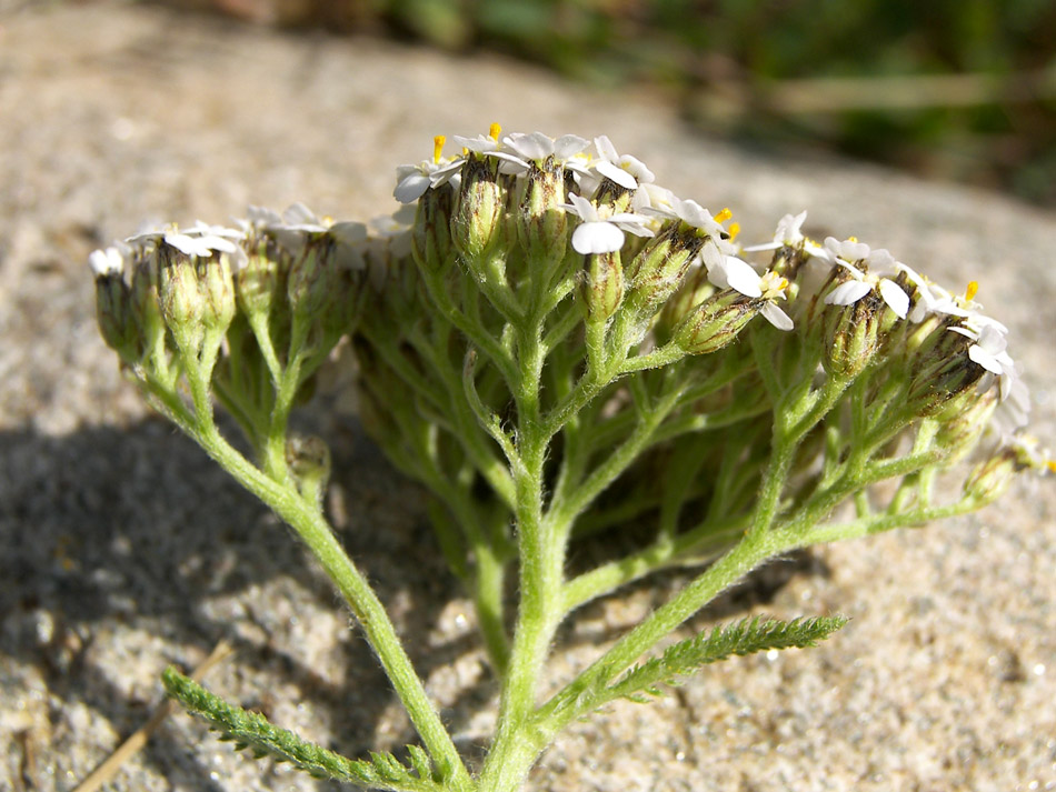 Изображение особи Achillea millefolium.