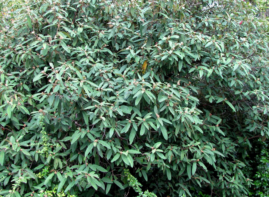 Изображение особи Viburnum rhytidophyllum.