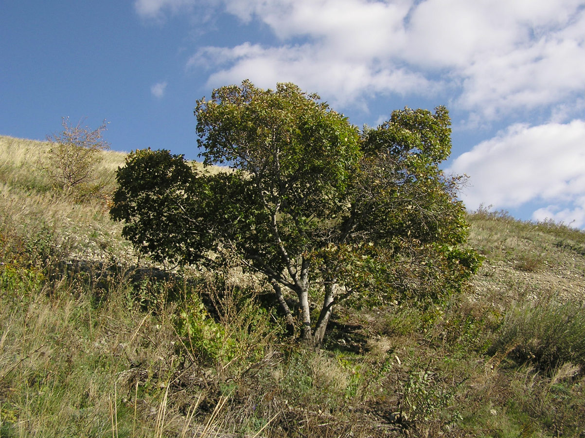 Image of Acer tataricum specimen.