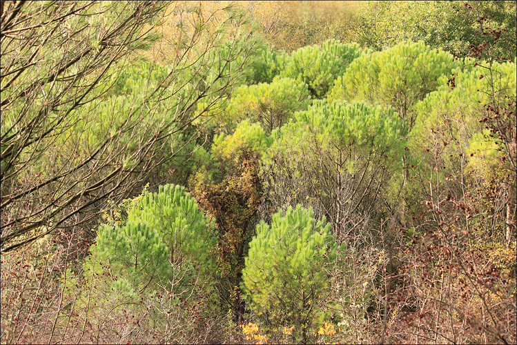 Image of Pinus pinea specimen.