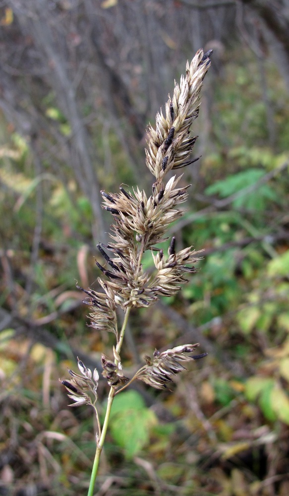 Image of Phalaroides arundinacea specimen.