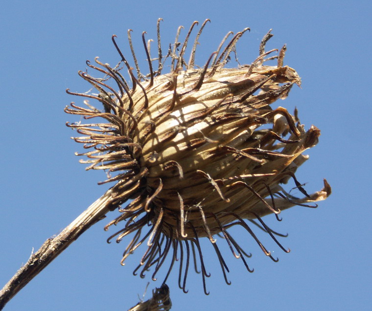 Image of Arctium tomentosum specimen.