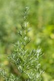 genus Artemisia