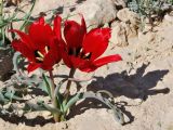 Tulipa systola. Цветущие растения. Israel, Negev Mountains, Bor Hemet. 23.02.2011.
