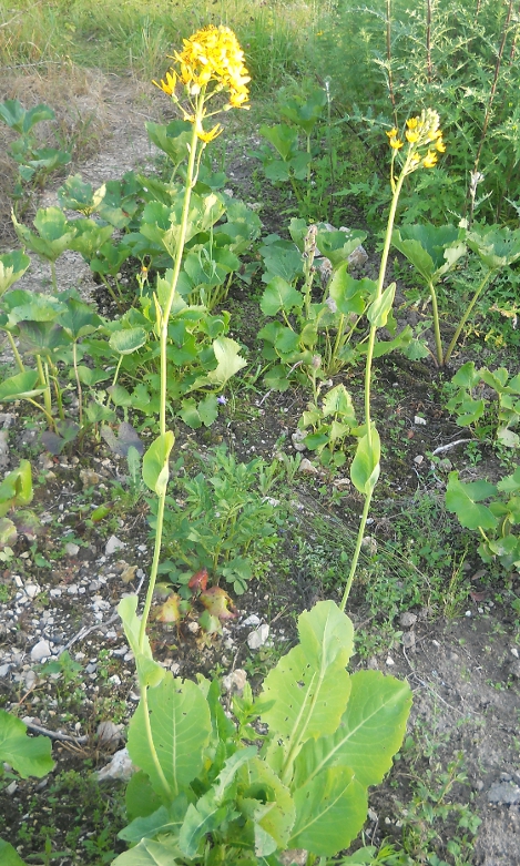 Изображение особи Ligularia schmidtii.