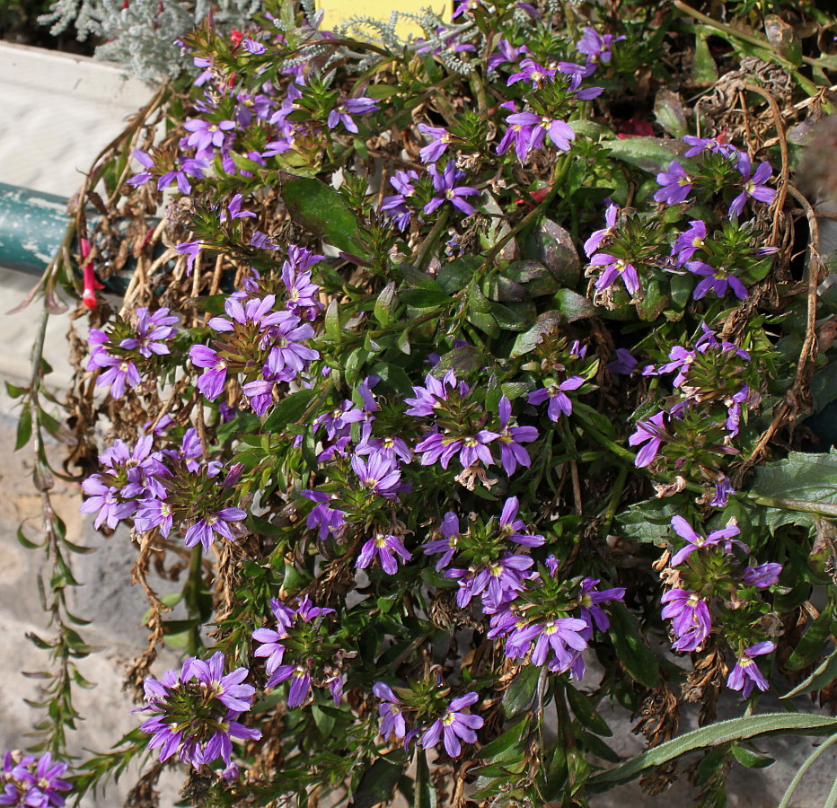 Image of Scaevola aemula specimen.