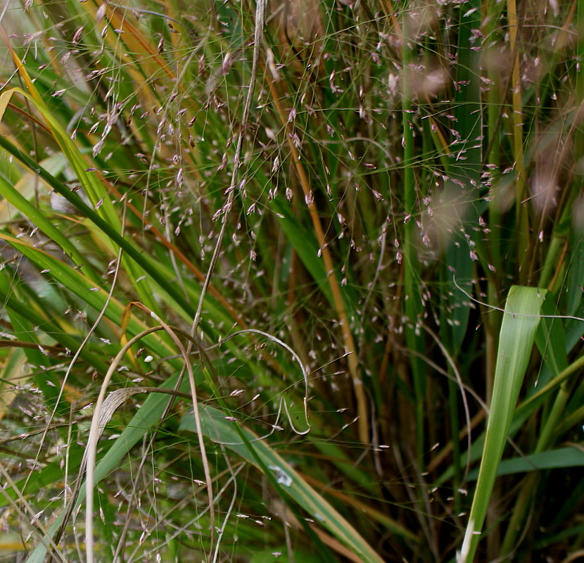 Image of Eragrostis trichodes specimen.