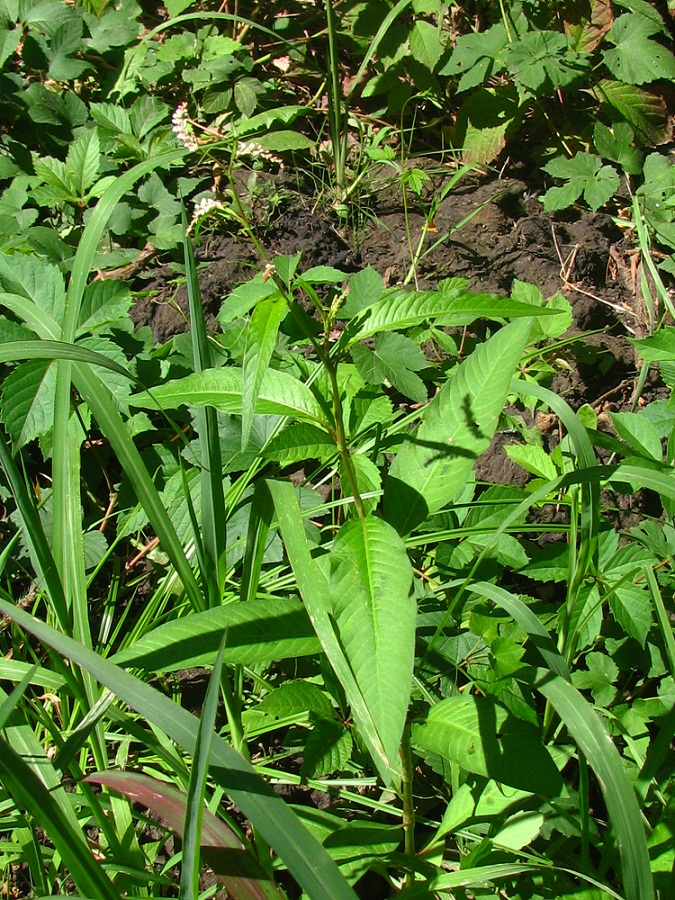 Image of Persicaria lapathifolia specimen.