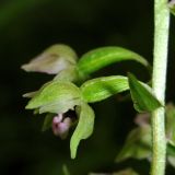 Epipactis helleborine