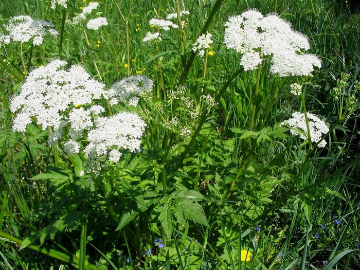 Image of Chaerophyllum hirsutum specimen.