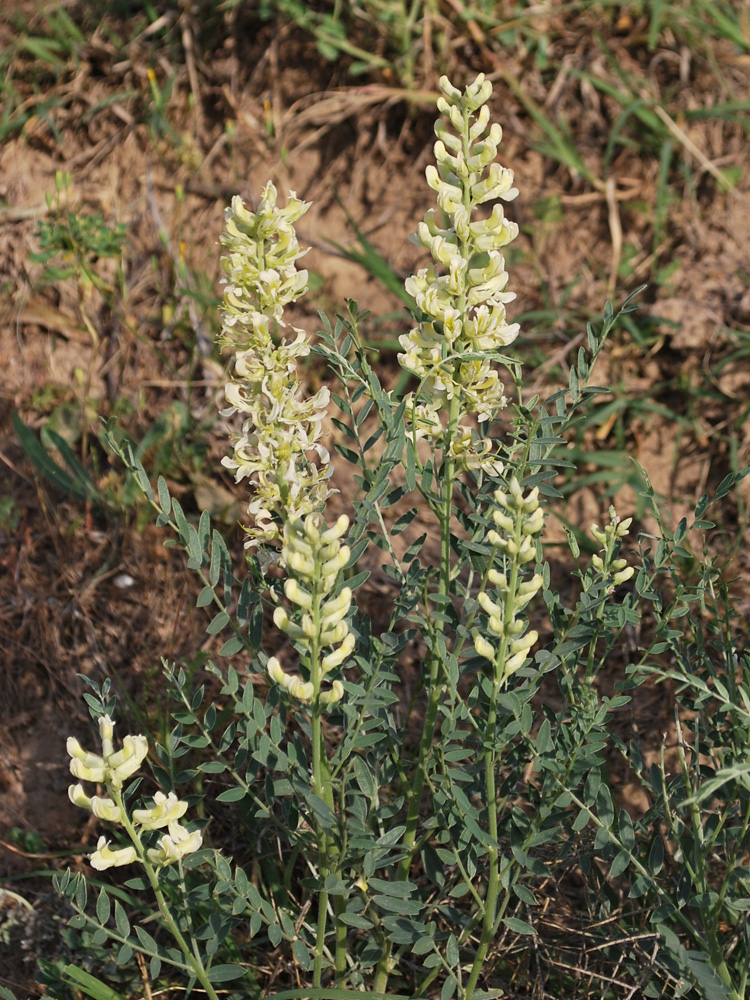 Изображение особи Pseudosophora alopecuroides.