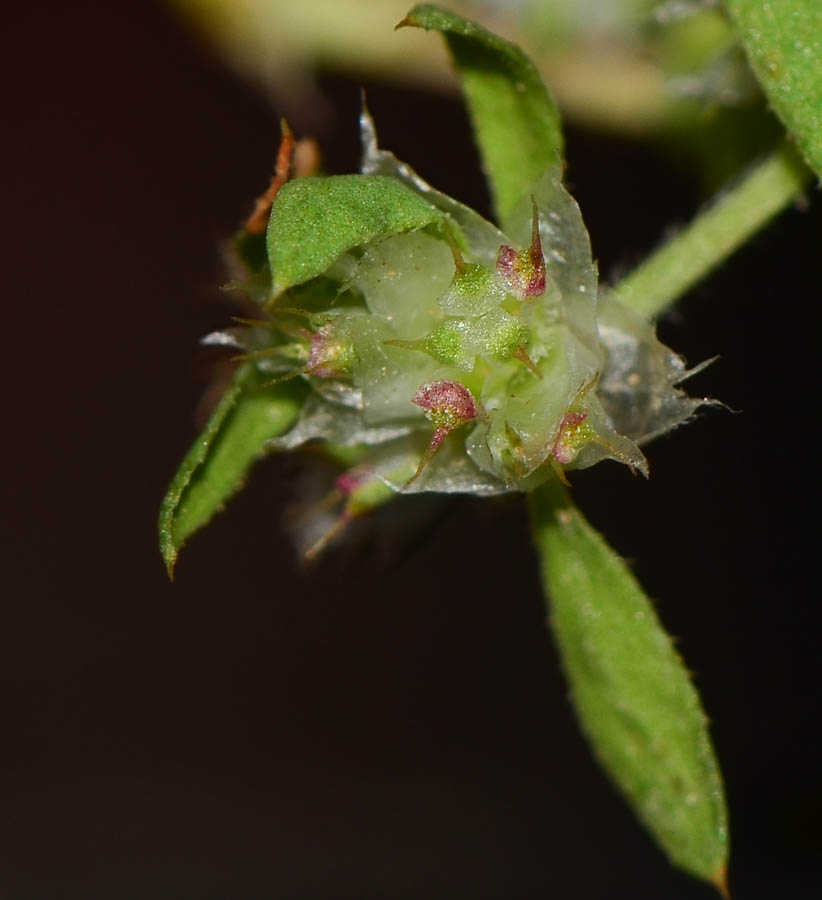 Image of Paronychia arabica specimen.