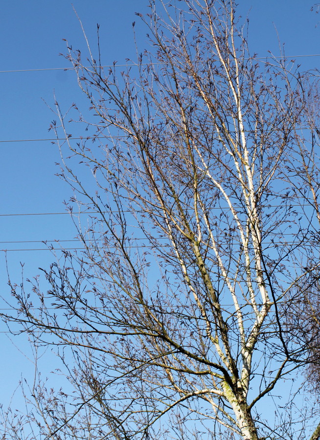 Image of genus Betula specimen.