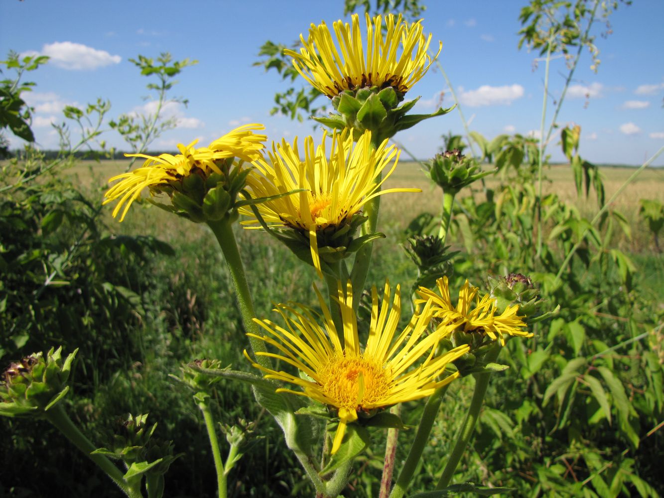 Изображение особи Inula helenium.