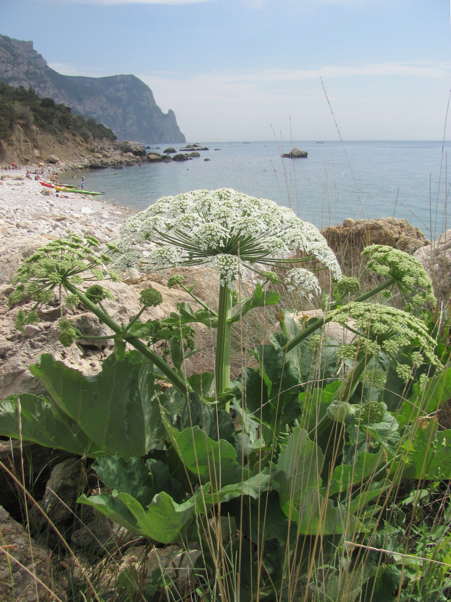 Image of Heracleum stevenii specimen.