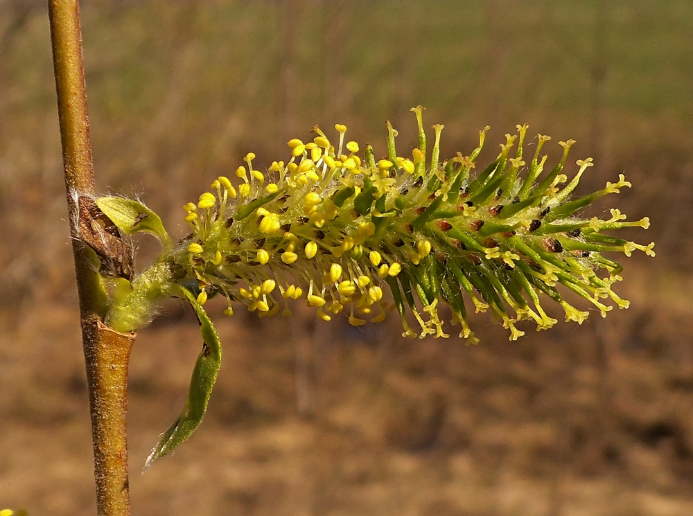 Image of Salix myrsinifolia specimen.