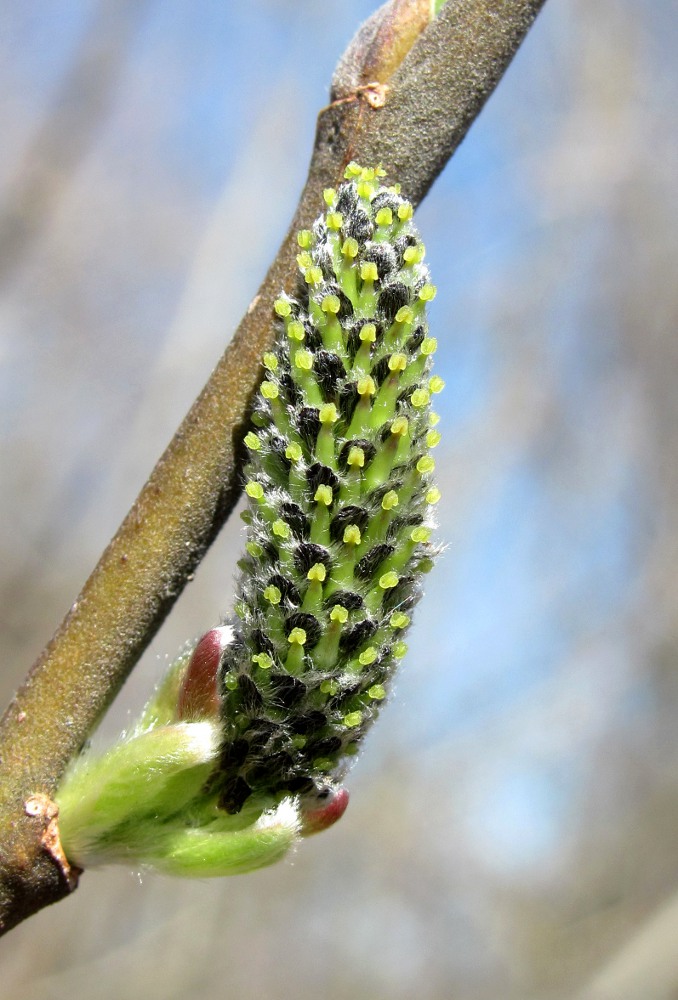 Image of Salix cinerea specimen.