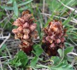 Orobanche colorata