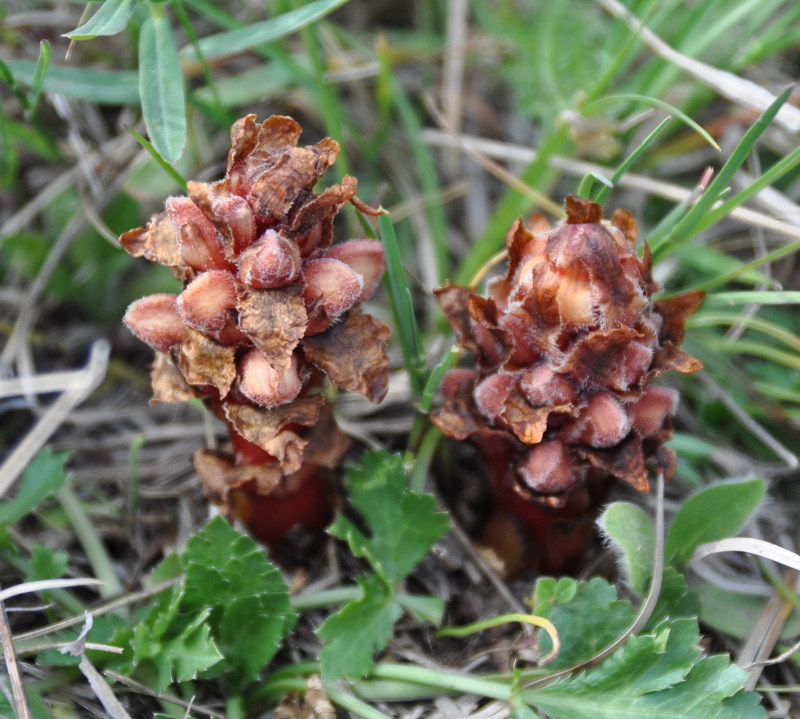 Image of Orobanche colorata specimen.