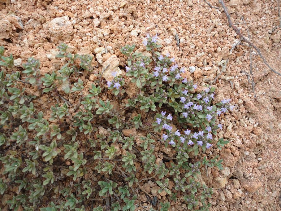 Изображение особи Thymus moldavicus.