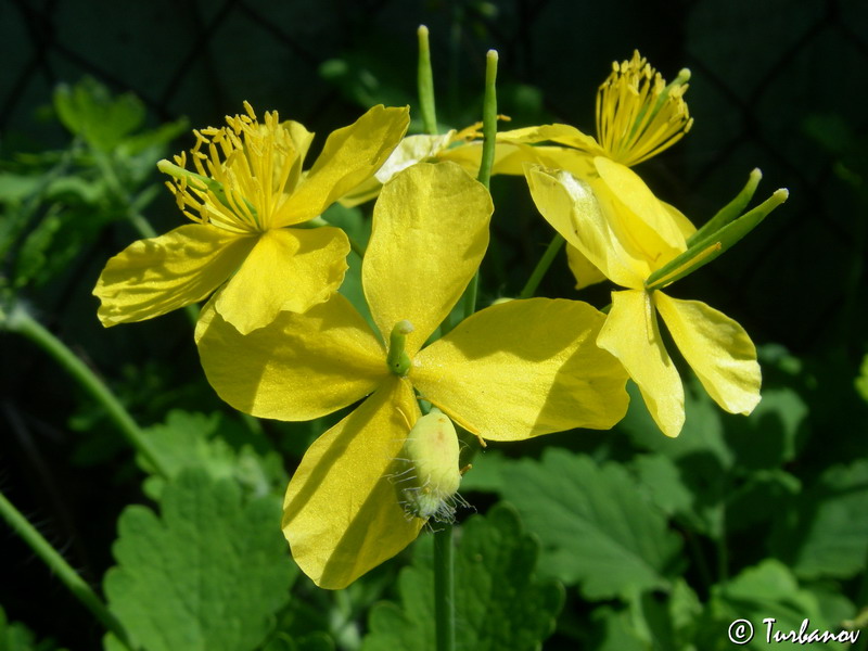 Изображение особи Chelidonium majus.