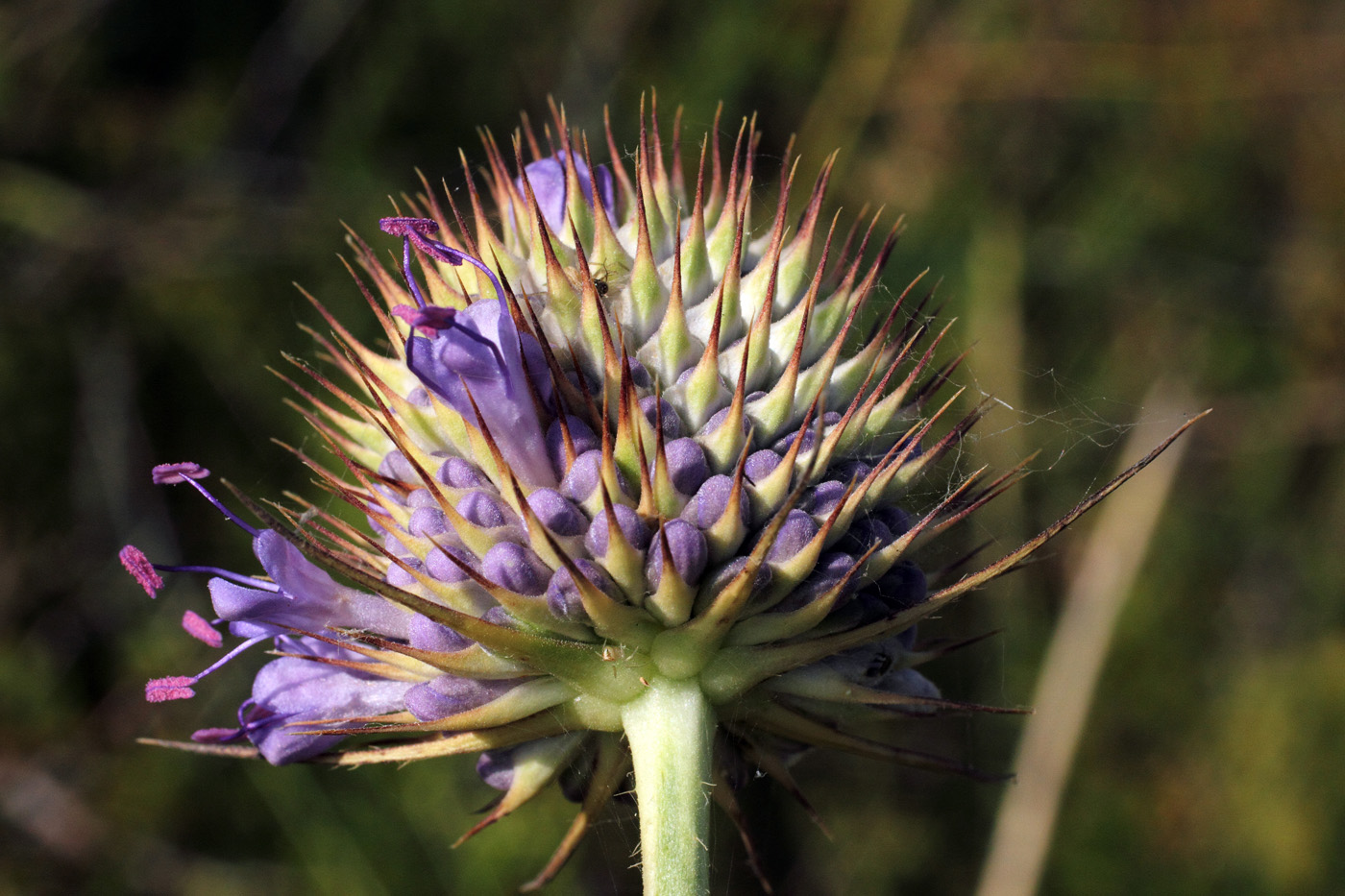 Изображение особи Dipsacus dipsacoides.