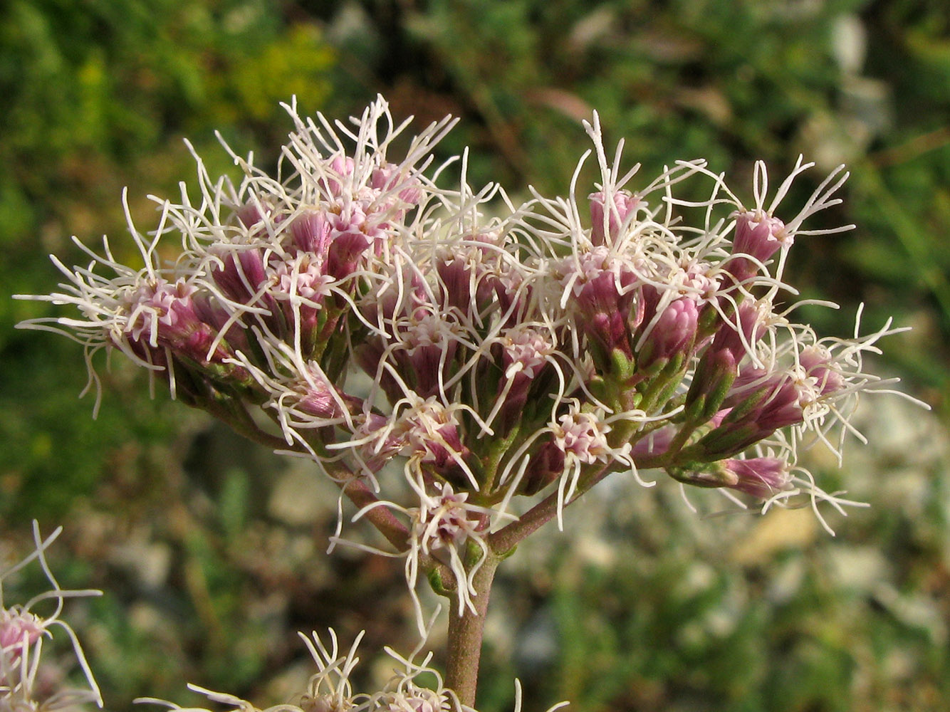 Image of Eupatorium cannabinum specimen.