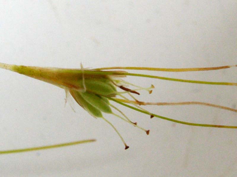 Изображение особи Althenia filiformis.
