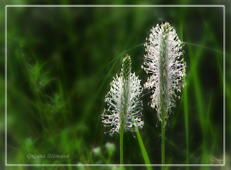 Изображение особи Plantago urvillei.