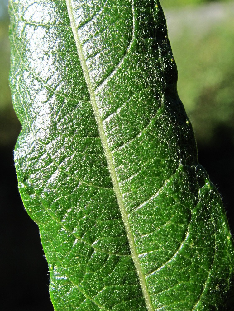 Image of Salix viminalis specimen.