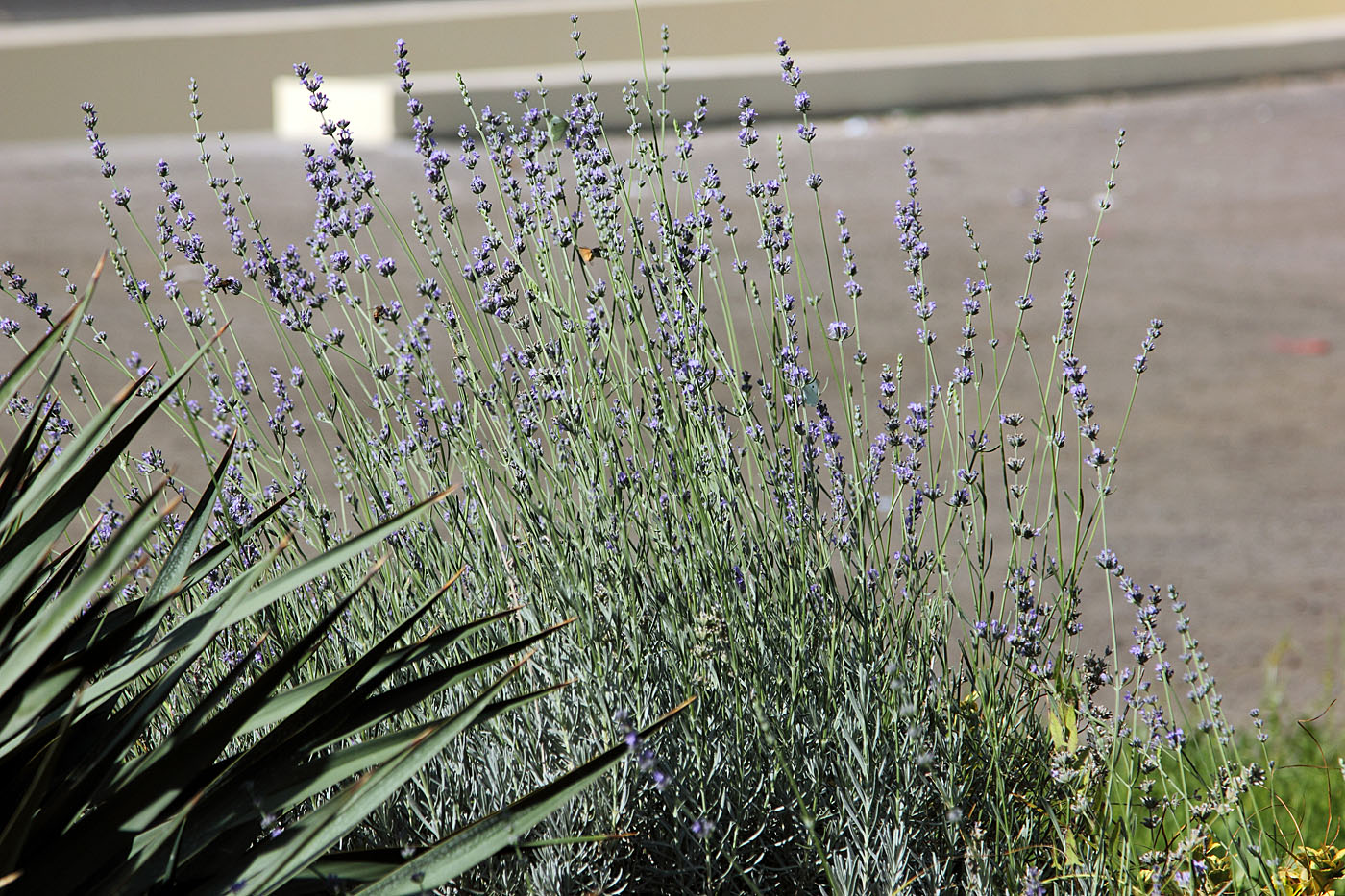 Изображение особи Lavandula angustifolia.