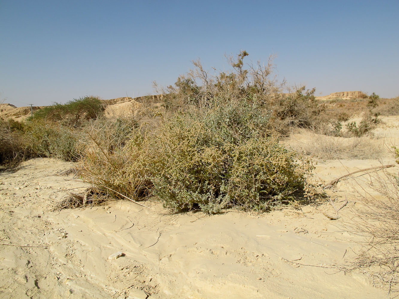 Image of Atriplex halimus specimen.