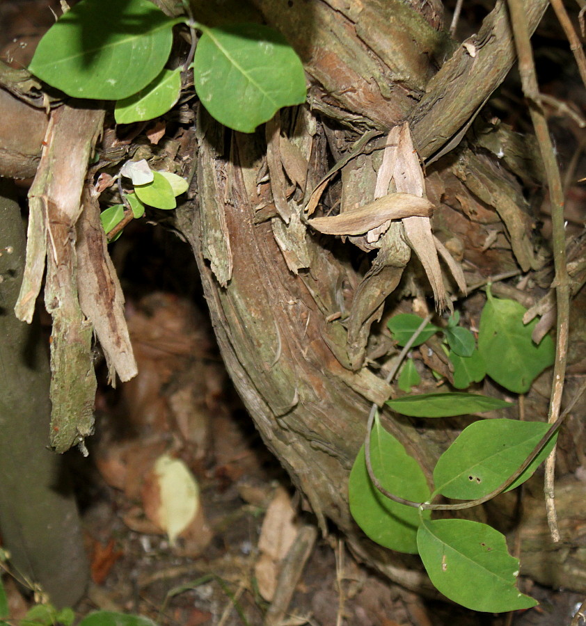 Image of Lonicera &times; heckrottii specimen.