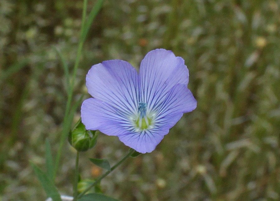 Image of Linum usitatissimum specimen.