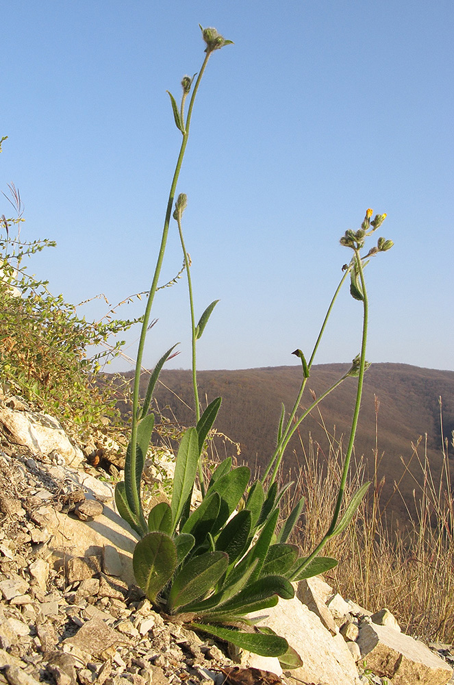 Image of Pilosella &times; auriculoides specimen.