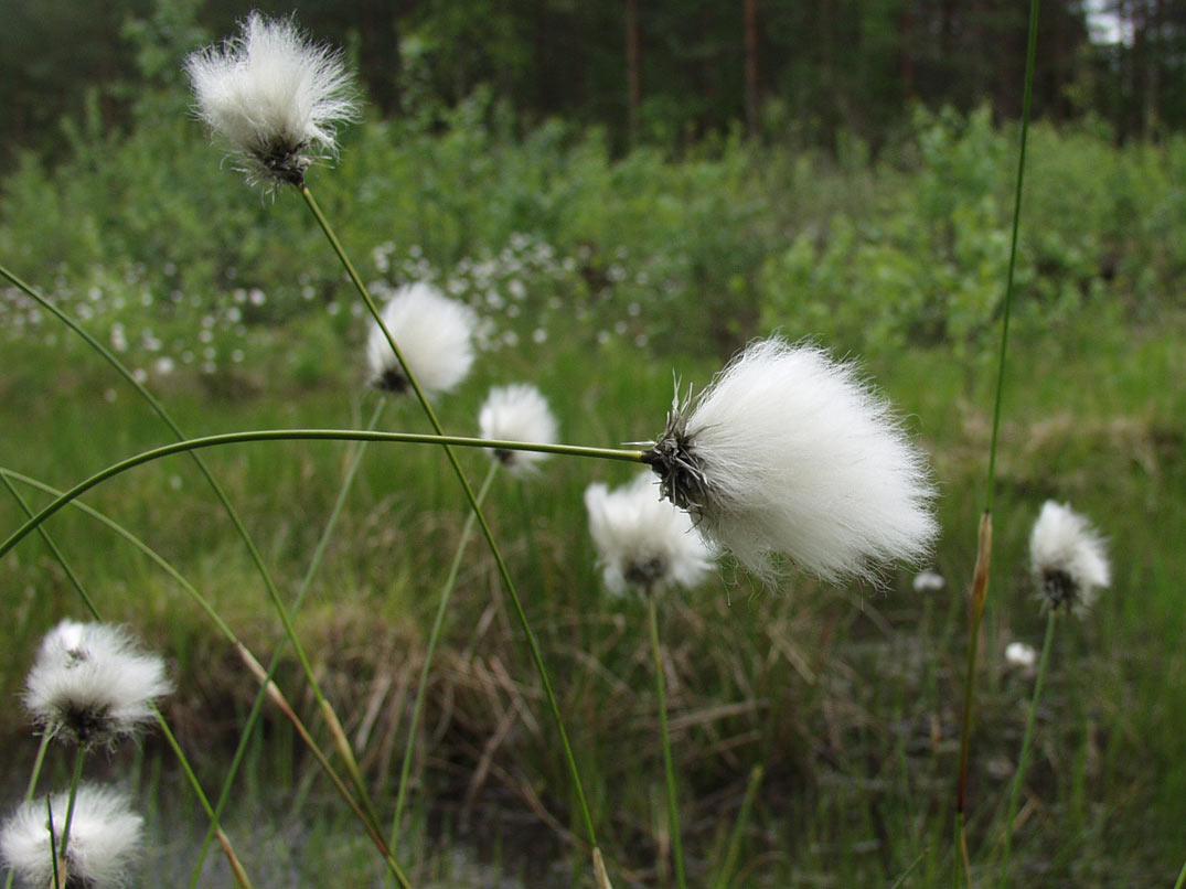 Image of Eriophorum vaginatum specimen.