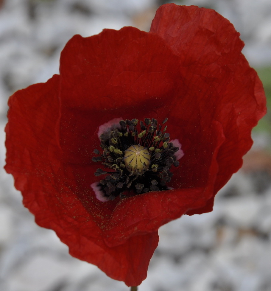 Image of genus Papaver specimen.