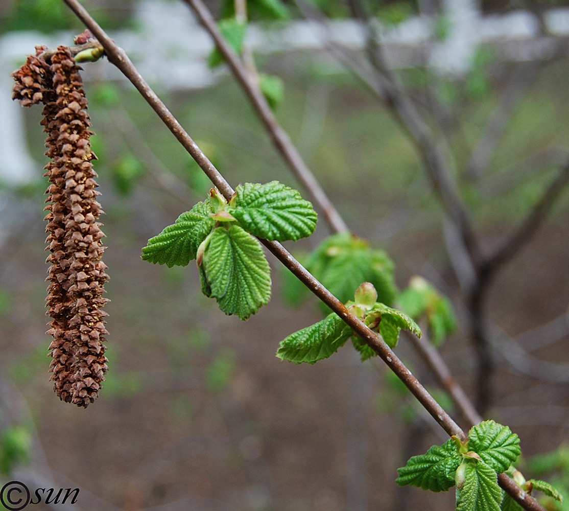 Image of Corylus avellana specimen.