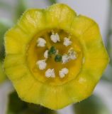 Nicotiana glauca