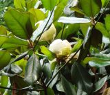 род Magnolia