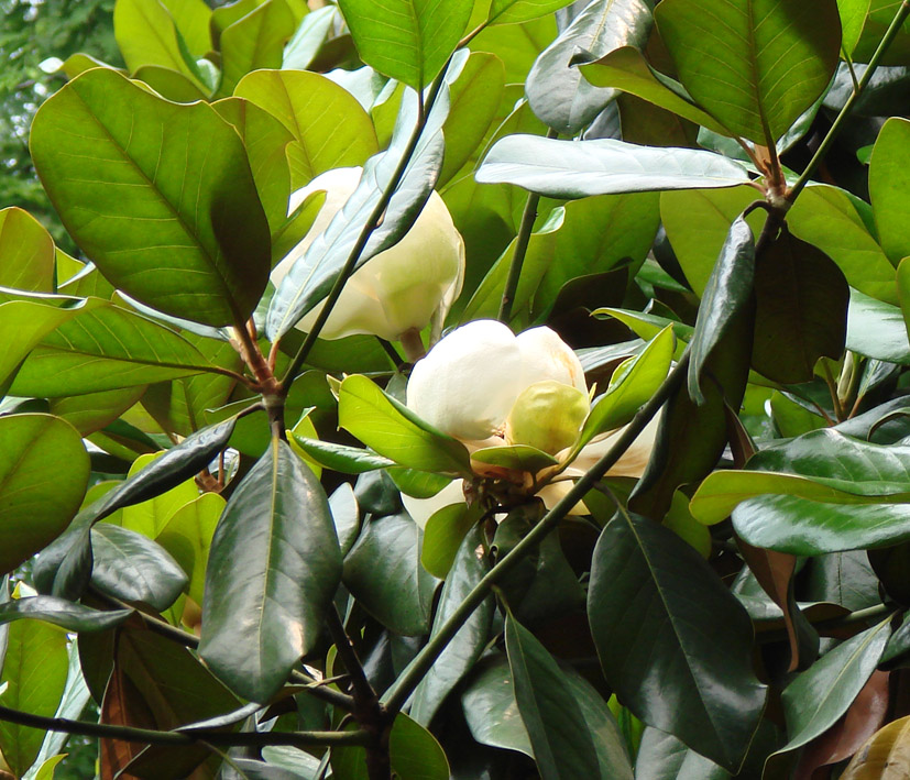 Image of genus Magnolia specimen.