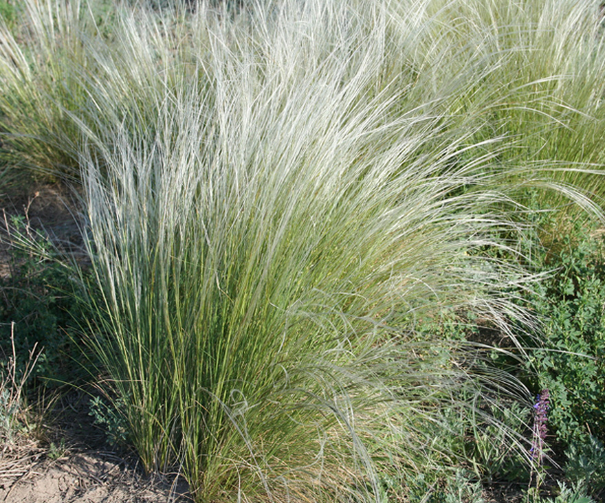 Image of genus Stipa specimen.