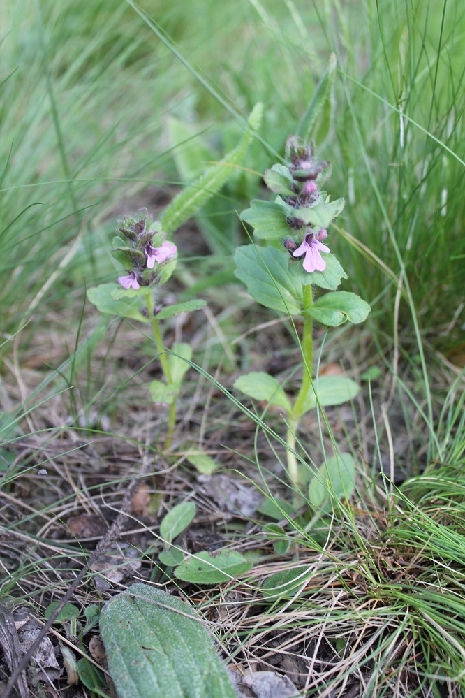 Изображение особи Ajuga genevensis.