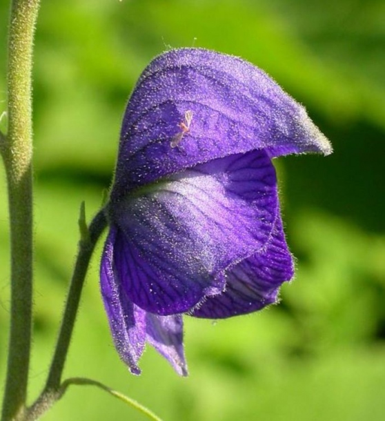 Image of Aconitum delphiniifolium specimen.
