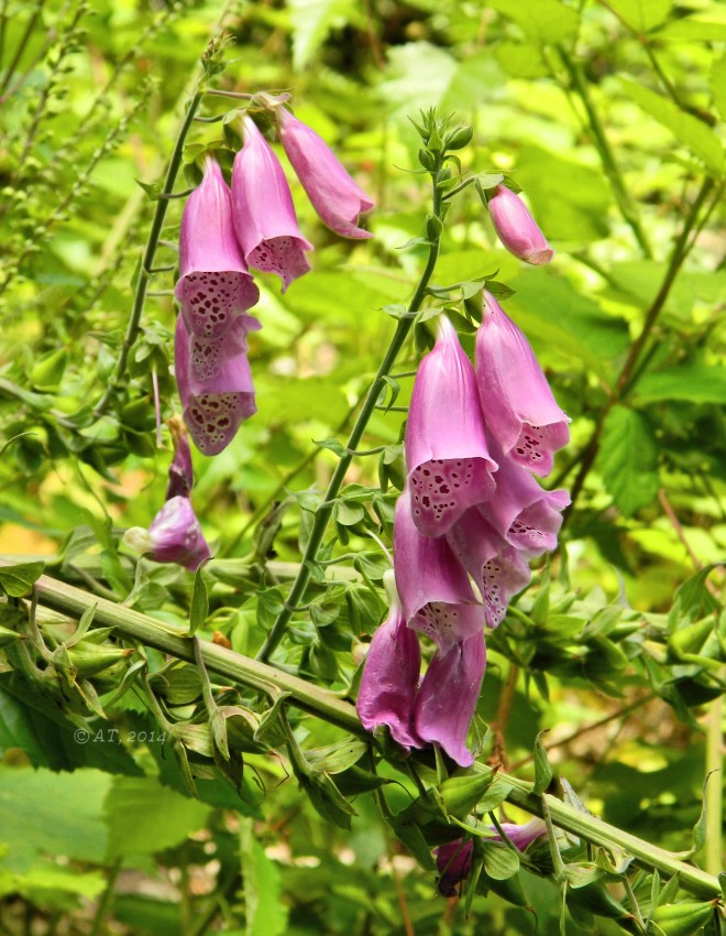 Изображение особи Digitalis purpurea.