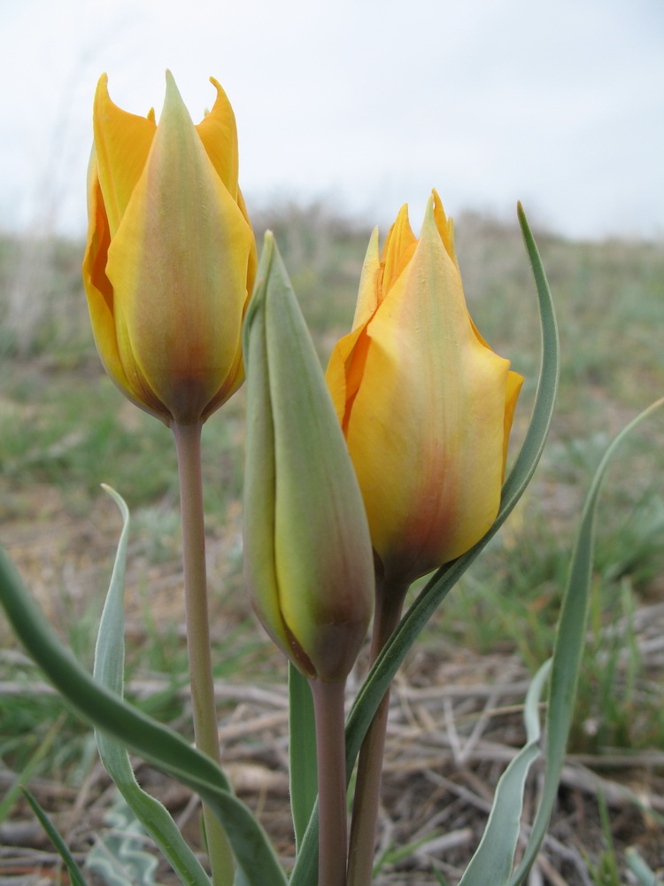 Изображение особи Tulipa lehmanniana.