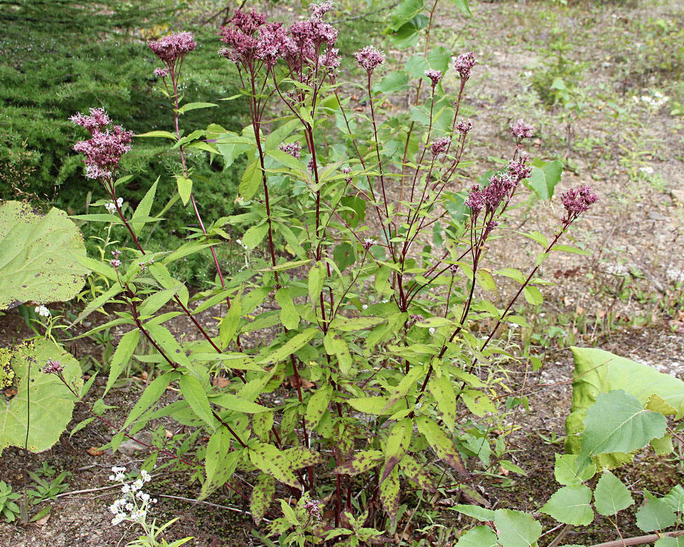 Image of Eupatorium glehnii specimen.