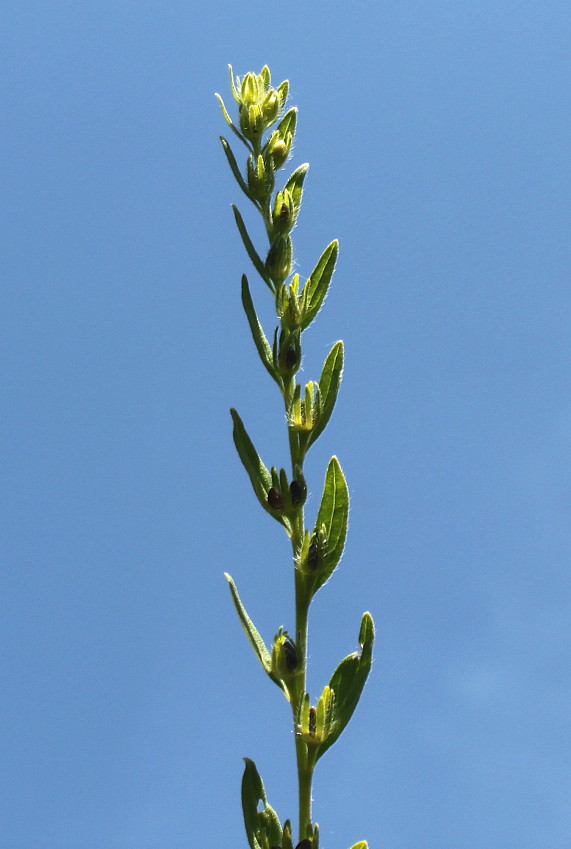 Image of Lithospermum officinale specimen.