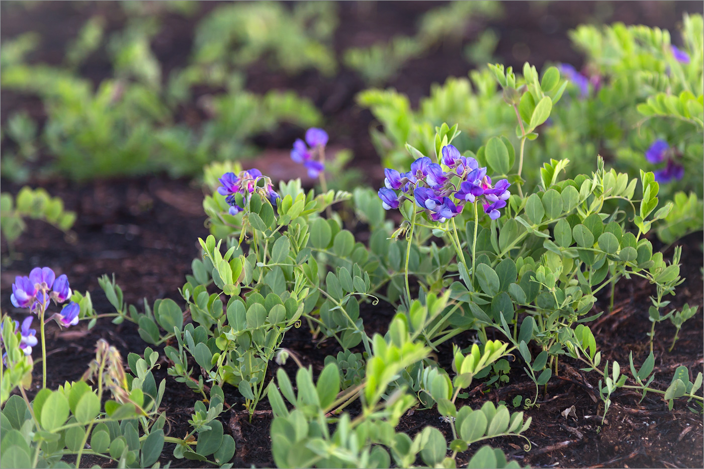 Image of Lathyrus japonicus ssp. pubescens specimen.