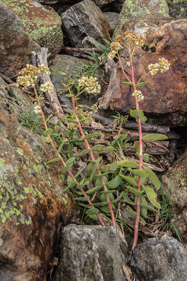 Image of Hylotelephium caucasicum specimen.